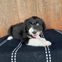 Sandy - Black tri-color female Aussiedoodle puppy in Eastland, Texas from H5 Mini Doodles