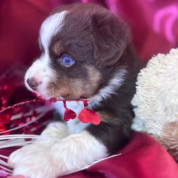 Boy 3 - Red tri male Miniature Australian Shepherd puppy in Granbury, Texas from Jubilee Acres