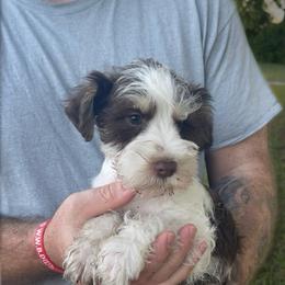 Charles - Parti male Miniature Schnauzer puppy in Brundidge, Alabama from Deez Pups Magnificent Schnauzers