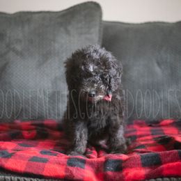 Goldendoodle Puppies from Doodle Me This Goldendoodles