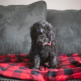 Goldendoodle Puppies from Doodle Me This Goldendoodles