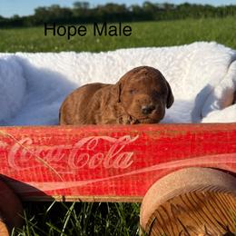 Boy 2 - Red  male Goldendoodle puppy in Wever, Iowa from JK Royal Lines