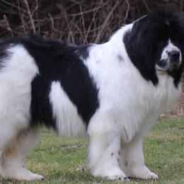 Newfoundland puppies from Pine River Newfoundlands