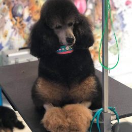 Diana  - Poodle