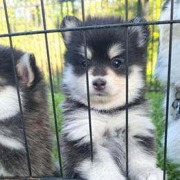 Neave - Black and white female Pomsky puppy in Orlando, Florida from Way too cute Pomskies