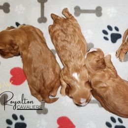 Cavalier King Charles Spaniel Puppies from Royalton Cavaliers