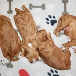 Cavalier King Charles Spaniel Puppies from Royalton Cavaliers