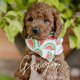 Ginger - Red  male Goldendoodle puppy in Patterson, California from Dooling Doodles
