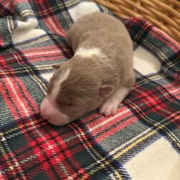 Trixie - Red merle female Border Collie puppy in Centerton, Arkansas from Chappell Breeding