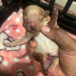 Calvin - Cream male Poodle puppy in Gastonia, North Carolina from Precious pups dynasty kennel