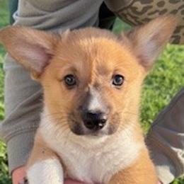 Girl 2 - Sable female Pembroke Welsh Corgi puppy in Riverside, California from Four Aces Corgis
