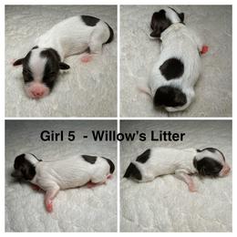 Girl 5 - Chocolate female Havanese puppy in Elkins, Arkansas from Havana Knights Havanese