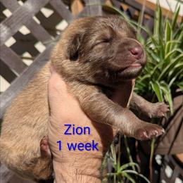 Zion - Liver male German Shepherd puppy in Olean, New York from F&B Kennels