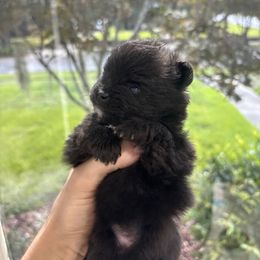Pomeranian Puppies from Premium Poms