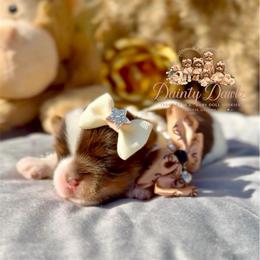 PhaNcee - Chocolate, tan and white female Yorkshire Terrier puppy in Prosper, Texas from DaintyDawlz