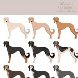 Male 2 - Black and tan male Saluki puppy in Steamboat Rock, Iowa from River Valley Canines