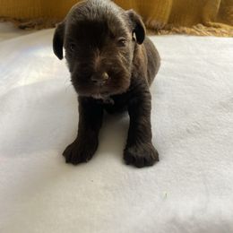 Girl 2 - Parti female Miniature Schnauzer puppy in Lufkin, Texas from Lively Miniature Schnauzers