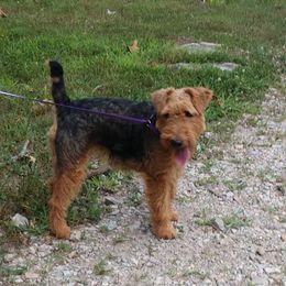 Stella - Welsh Terrier