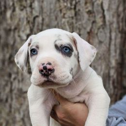 Boy 4 - Harlequin Great Dane puppy in Augusta, Georgia from Gentry Farm Danes