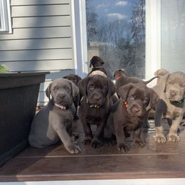 Dilute Retriever Puppies from South Shore Labradors