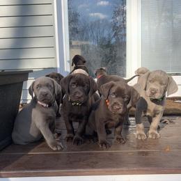 Dilute Retriever Puppies from South Shore Labradors