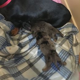 Boy 2 - Dachshund puppy in Great Bend, Pennsylvania from Dashing Doxies