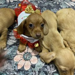 Pearl - Red female Dachshund puppy in Magnolia, Texas from Carrie’s Countryside Dachshunds
