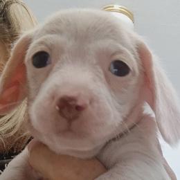 Gino - Cream male Dachshund puppy in Pahrump, Nevada from Heaven Sent Doxies