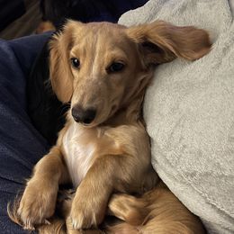 Vanilli - Dachshund