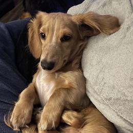 Vanilli - Dachshund