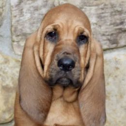 Bloodhounds from Houndsarunning Bloodhounds