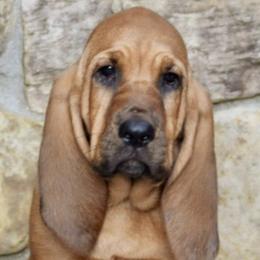 Bloodhounds from Houndsarunning Bloodhounds