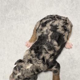 Bernedoodle and Goldendoodle Puppies from Harper’s Heartbeats