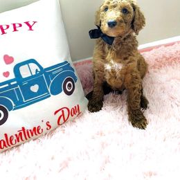 Poodle Puppies from Sorensen Standard Poodles