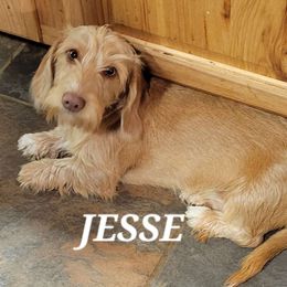 Jesse - Dachshund
