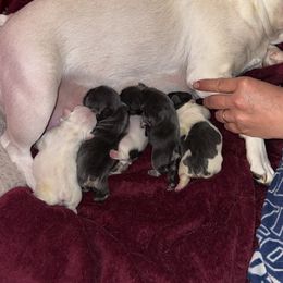 French Bulldog Puppies from McDaniel Farm and Fowl