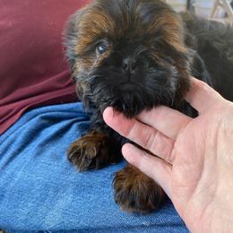 Shih Tzu puppies from North State Shih tzus