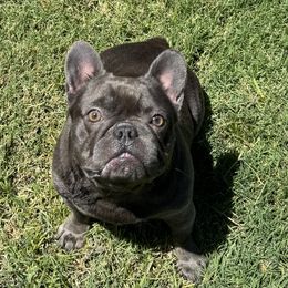 Fifi - French Bulldog