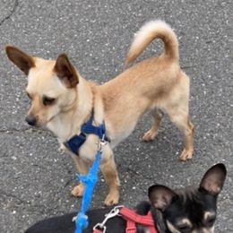 Chihuahuas from Agawam puppies