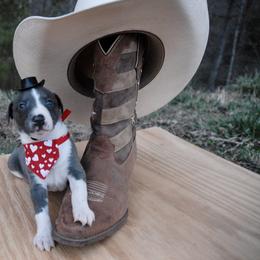 Whippet Puppies from Hertzog  Whippets