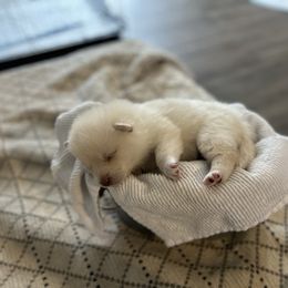 Girl runt - White female Pomsky puppy in Harpers Ferry, West Virginia from Brandie Kelley