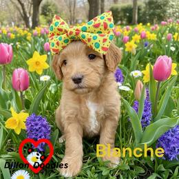 Blanche - Apricot female Goldendoodle puppy in Vacaville, California from Dillon Doodles