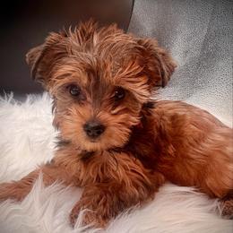 Boy 2 coco - Liver male Yorkshire Terrier puppy in Machesney Park, Illinois from Three Yorkie Family