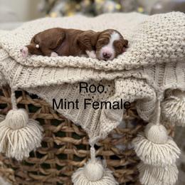 Roo - Red  female Goldendoodle puppy in Springville, Utah from JW Doodles