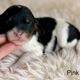 Ivy (pink collar girl) - Phantom female Bernedoodle puppy in Colorado Springs, Colorado from Mercy Mountain Bernedoodles