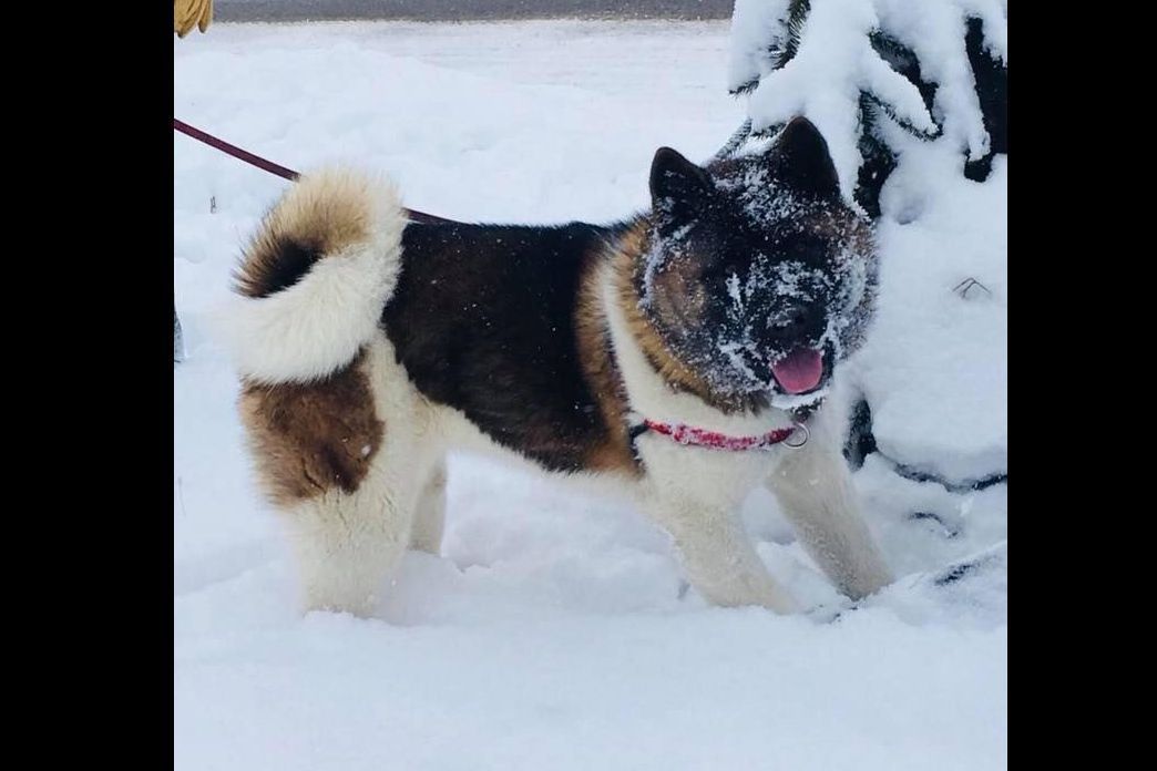 AKC Akitas Arkansas in Arkansas | Akita puppies | Good Dog