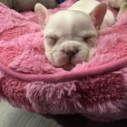 French Bulldog Puppies from The Frenchie Lady Co.