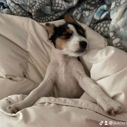 Russell Terrier Puppies from Acorn Ridge JRT