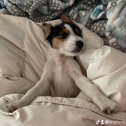 Russell Terrier Puppies from Acorn Ridge JRT