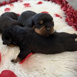 Moxie - Black and mahogany female Rottweiler puppy in Parker, Colorado from Denver Rotties